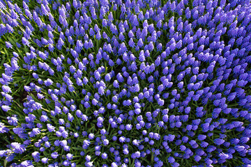 Muscari flowers, Muscari armeniacum, Grape Hyacinths spring flowers blooming in april and may....
