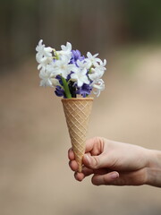 Hand holding colorful hyacinths in an ice cream cup