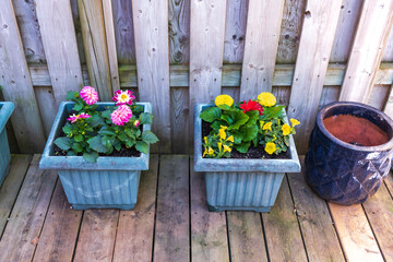 Container gardening on deck:  assorted flowers freshly planted in spring.