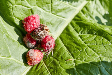 Rotten, overripe raspberries on a large green leaf. Bad harvest. Growing ecologically clean berries. Gardening.
