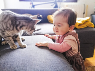 Bebé de nueve meses en compañia de sus mascotas. Un gato gris atigrado de 7 meses y una gata siamesa de 13 años