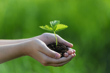 in the photo are outstretched hands in which there is clay and in the clay planted wild strawberry without fruits. There is a green, grassy environment around.