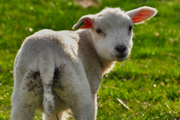Little lamb looking over his shoulder on a bright green meadow