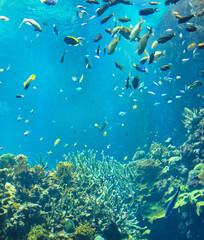 Fototapeta na wymiar tropical fish swimming in blue ocean