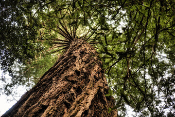 low angle view of sequoia tree with tree trunk