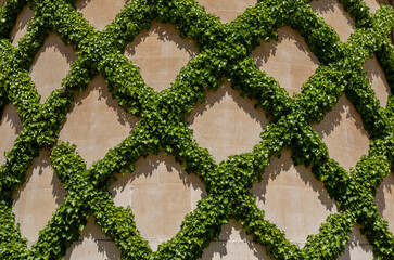 A beautifully kept common ivy hedge against the background of the wall - 504634062