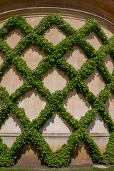 A beautifully kept common ivy hedge against the background of the wall - 504634067