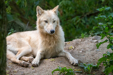 Arctic wolf (Canis lupus arctos) standing on a forest hill during snowfall. This type of wolf is also known as the white wolf or polar wolf. In summer.
