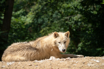 Fototapeta premium Arctic wolf (Canis lupus arctos) standing on a forest hill during snowfall. This type of wolf is also known as the white wolf or polar wolf. In summer. 