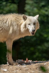 Fototapeta premium Arctic wolf (Canis lupus arctos) standing on a forest hill during snowfall. This type of wolf is also known as the white wolf or polar wolf. In summer. 