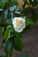 white rose in garden
