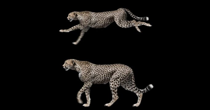Set of cheetah walking and running realistic animation. Isolated animal video including alpha channel allows to add background.