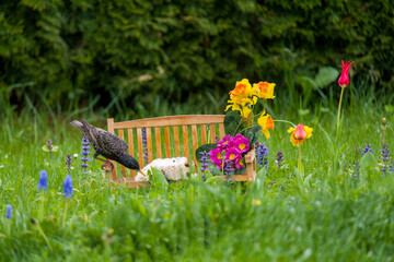 a starling, sturnus vulgaris, perched on a bird feeder, a small wood bench, with fat balls at a spring morning in the garden on a meadow