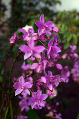 Fototapeta na wymiar ping orchid
