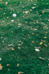 autumn leaves on the grass background