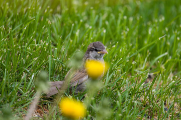 a young sparrow perched in the green grass at a spring day