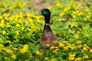 Duck standing among yellow flowers