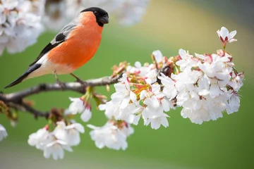  Little bird sitting on branch of blossom cherry tree. The common bullfinch or eurasian bullfinch © Nitr