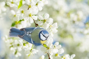 Zelfklevend Fotobehang Kleine vogel zittend op een tak van de kersenboom van de bloesem. De pimpelmees. lente tijd © Nitr