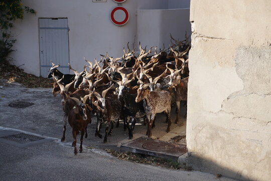 herd of Rove goats in motion in town