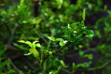 close up of lemon leaves