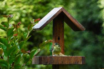 Un bébé mésange bleue debout sur une mangeoire attend sa maman