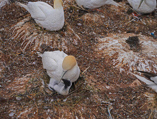 Gannets with their offspring on Helgoland Island.