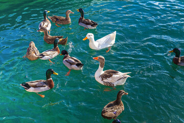Ducks Swimming in the Mediterranean sea. Isolated Image