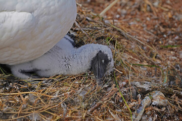 Gannets with their offspring on Helgoland Island.
