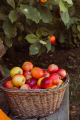 Basket with apples on the bench