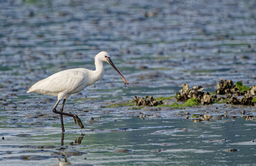common spoonbill Platalea leucorodia feeding on mudflat, Fukuoka, Japan
