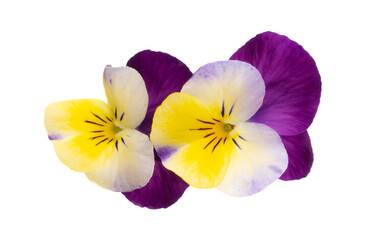 Obraz premium pansies isolated