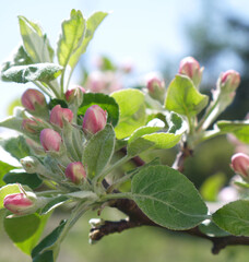 Fototapeta Kwitnące kwiaty jabłoni na gałęzi. Zbliżenie pachnących różowych kwiatów jabłoni. Wiosenne kwiatki na jabłonce. obraz