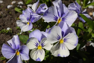  Kwitnące bratki na ogrodowej grządce. Zbliżenie niebiesko żółtych kwiatków bratków.  © Currentofimages