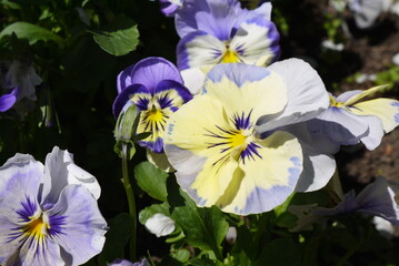 Kwitnące bratki na ogrodowej grządce. Zbliżenie niebiesko żółtych kwiatków bratków. 