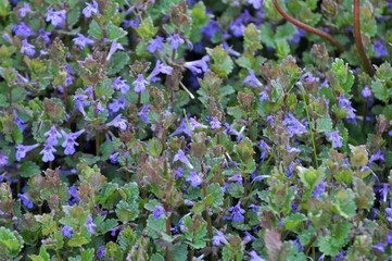 Glechoma hederacea blooms in nature in spring