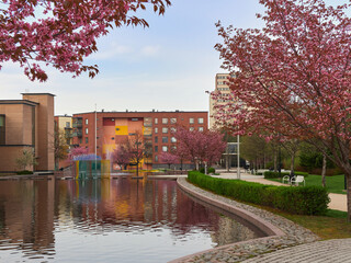 Cherry trees in the center of Kerava near city ​​library and Paasikivi monument.