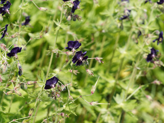 Géranium noirâtre ou géranium livide (Geranium phaeum). Plante buissonnante aux petites fleurs...