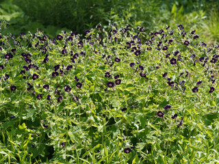 Geranium phaeum | Géranium noirâtre ou géranium brun aux grappes de petites fleurs inclinées,...