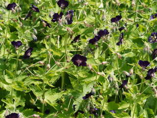 Buisson de fleurs de géraniums noirâtres ou géraniums livides à floraison pétales recourbés...