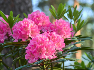 Blooming rhododendrons in Finnish Haaga Flower Park in Helsinki.