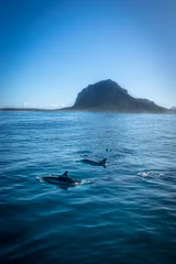 Washable wall murals Le Morne, Mauritius Spinner dolphins near Le Morne, Mauritius