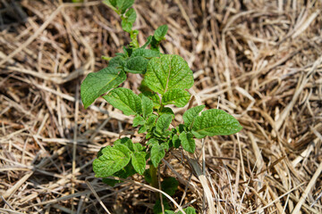 Potato plant growing in the garden with mulch