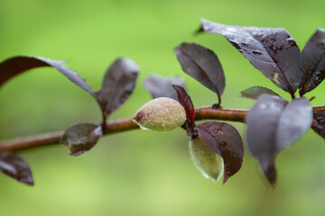 Peaches on the tree, growing on the stem with purple leaves
