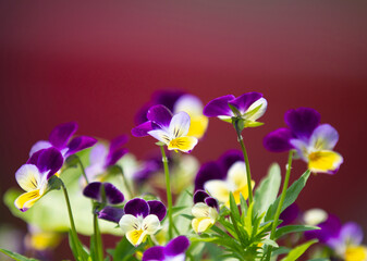 Viola flowers in purple and yellow with a red blurred background