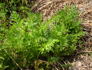 Carrots growing in the garden