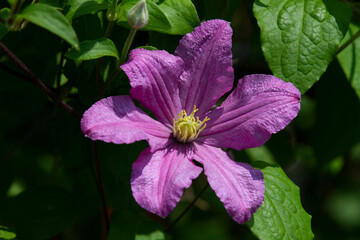 Climatis flower closeup with dark background