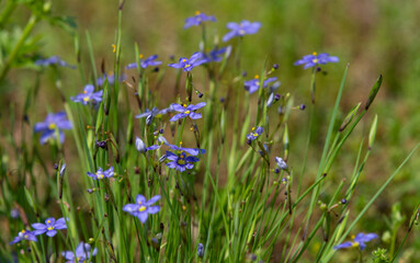 Blue-eyed grass, Sisyrinchium angustifolium