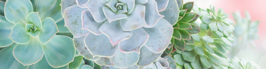 Succulent on white