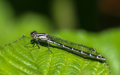Damsel fly on a leaf